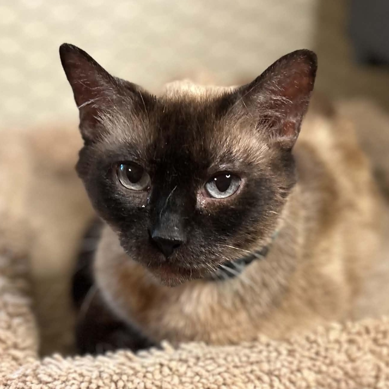 Enlarge Twinkle, an adoptable Domestic Short Hair in Portland, OR image 1/4