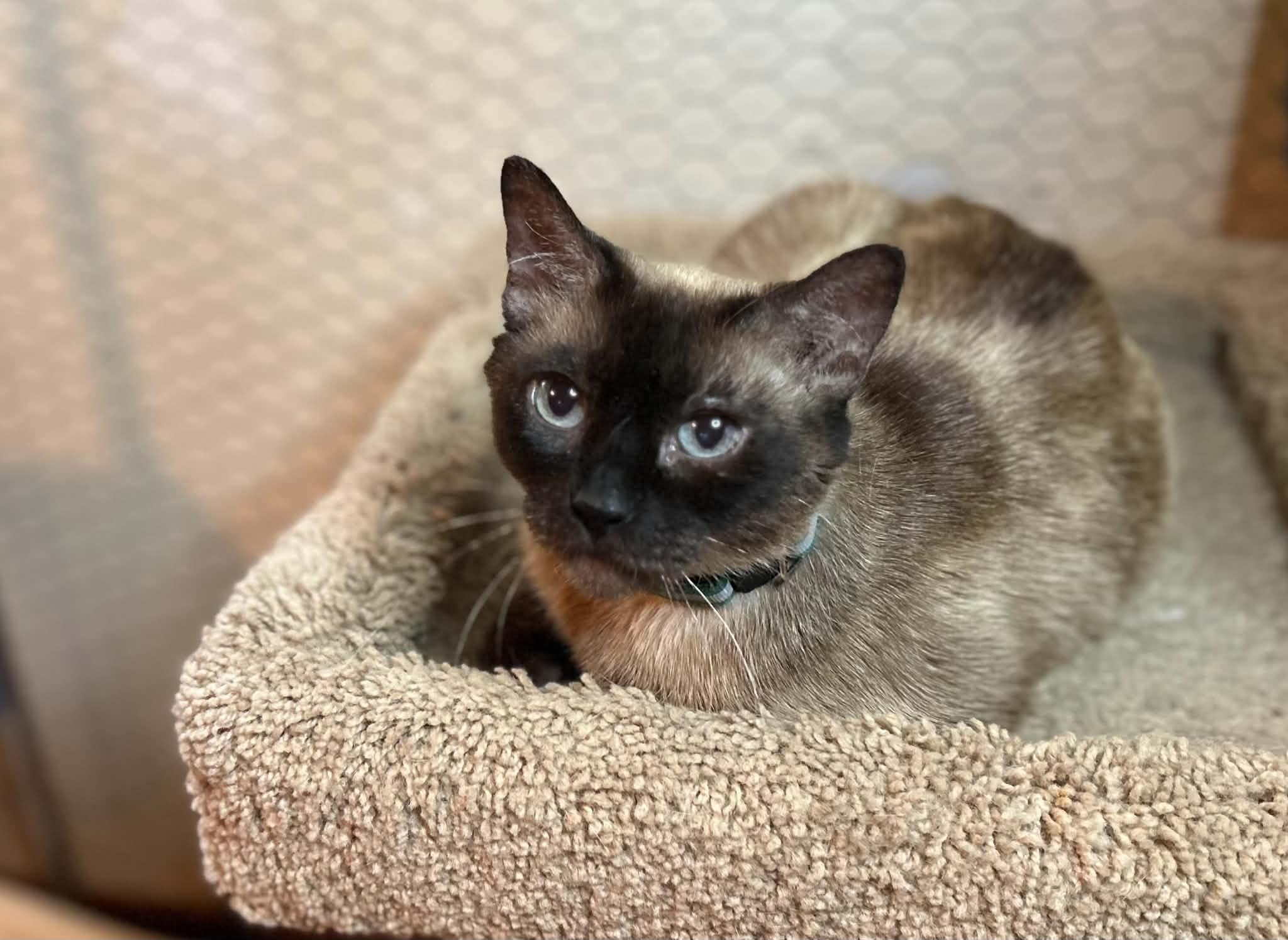 Enlarge Twinkle, an adoptable Domestic Short Hair in Portland, OR image 3/4