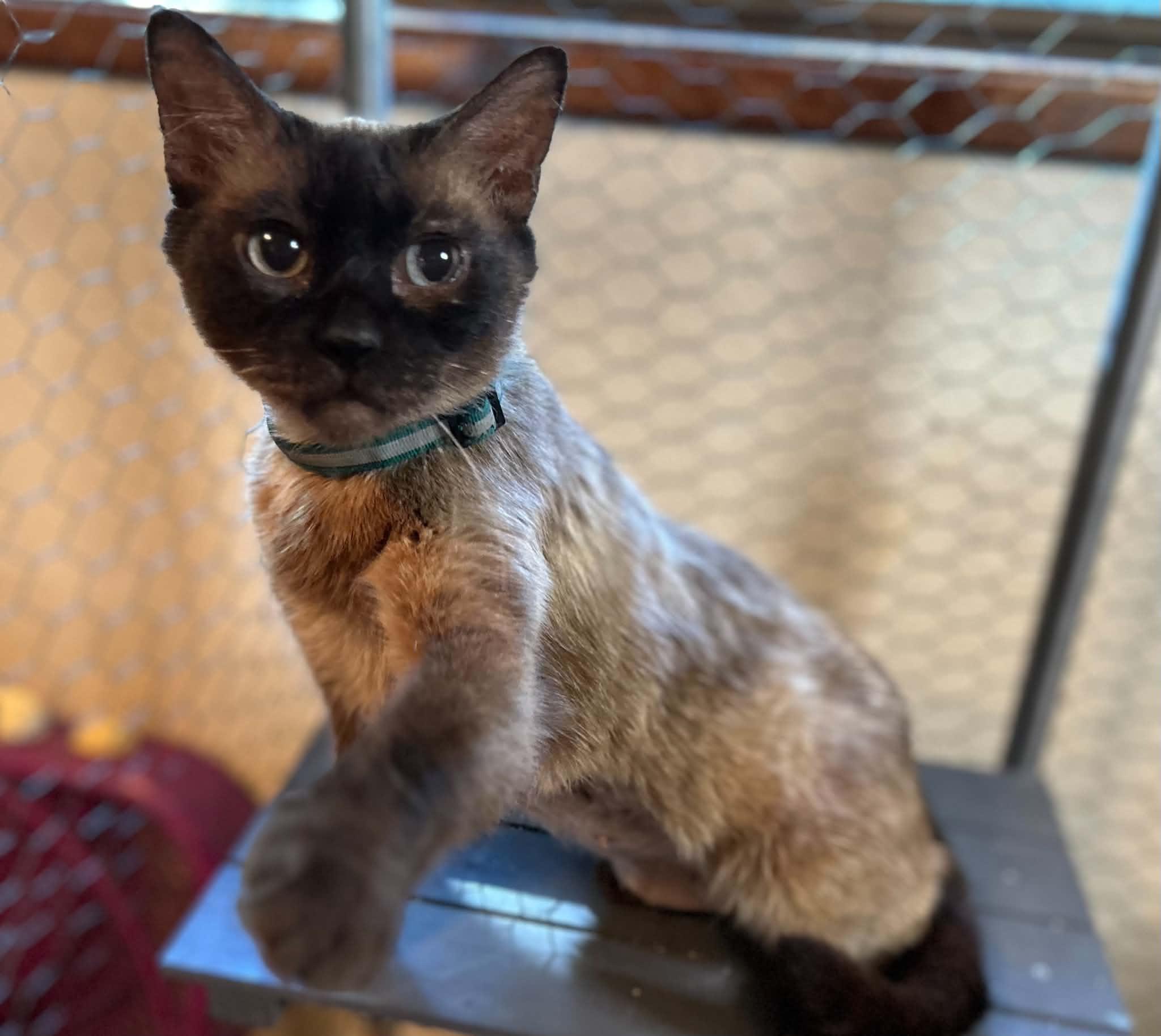 Enlarge Twinkle, an adoptable Domestic Short Hair in Portland, OR image 4/4