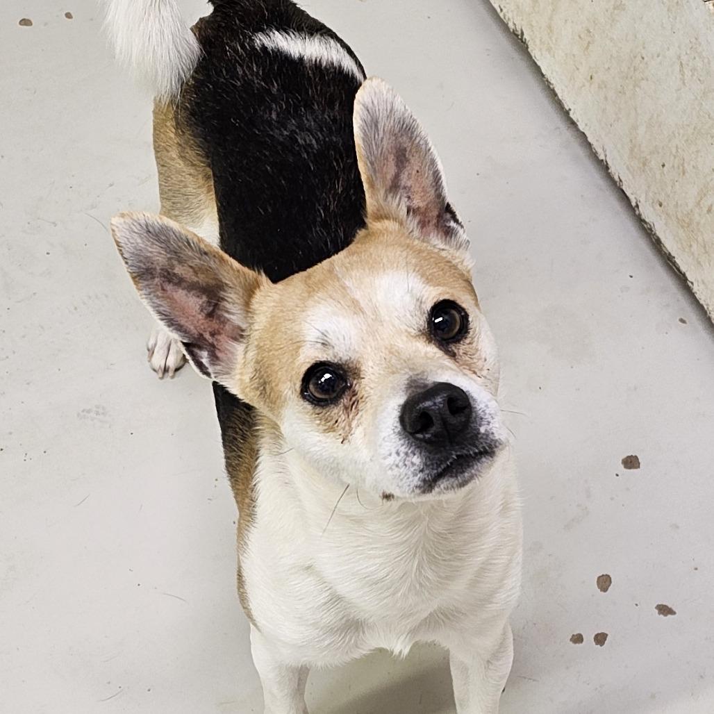 Enlarge EJ, a Adoptable mixed breed in Midland, TX image 1/1