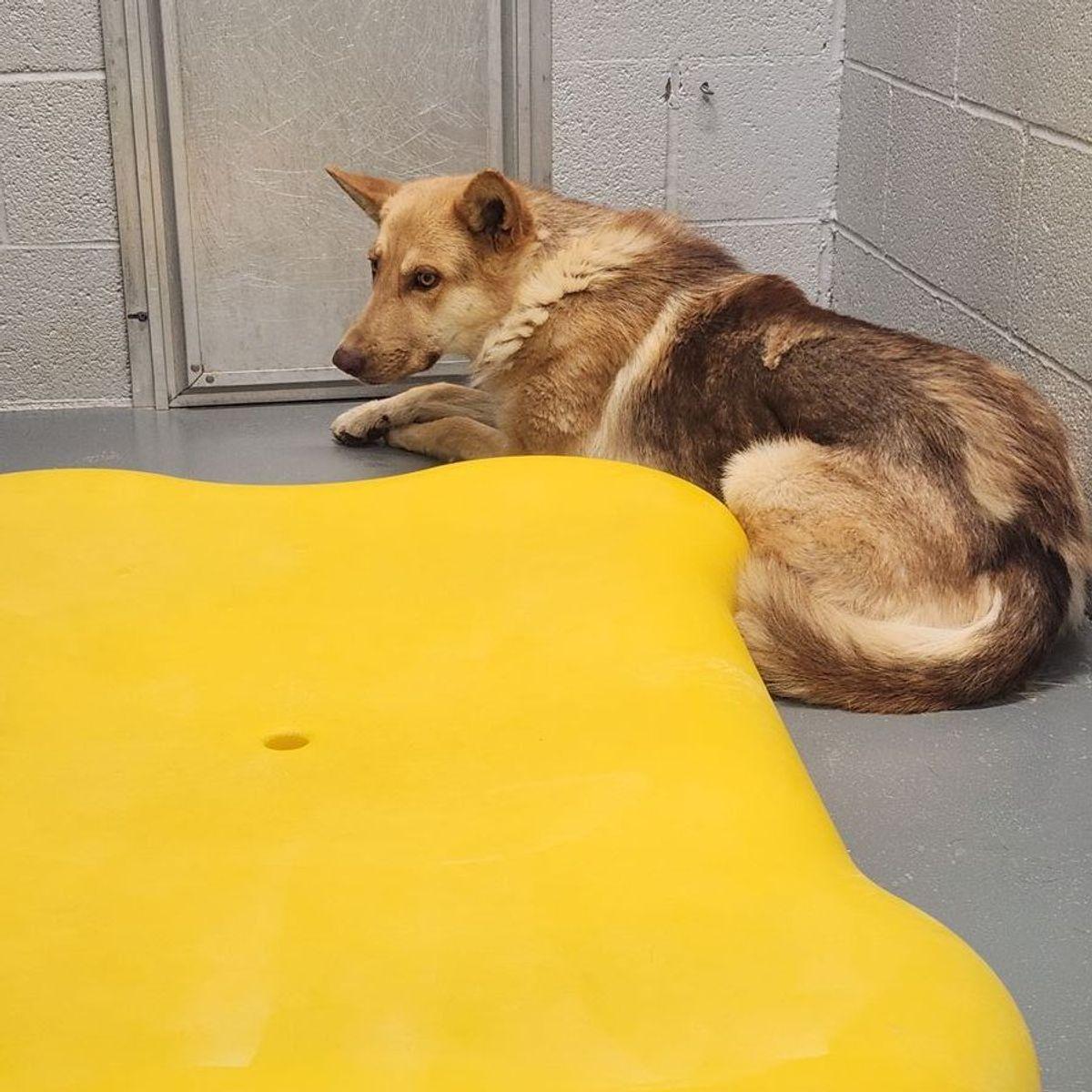 Enlarge Mississippi, a Adoptable Shepherd in Kingman, AZ image 1/3