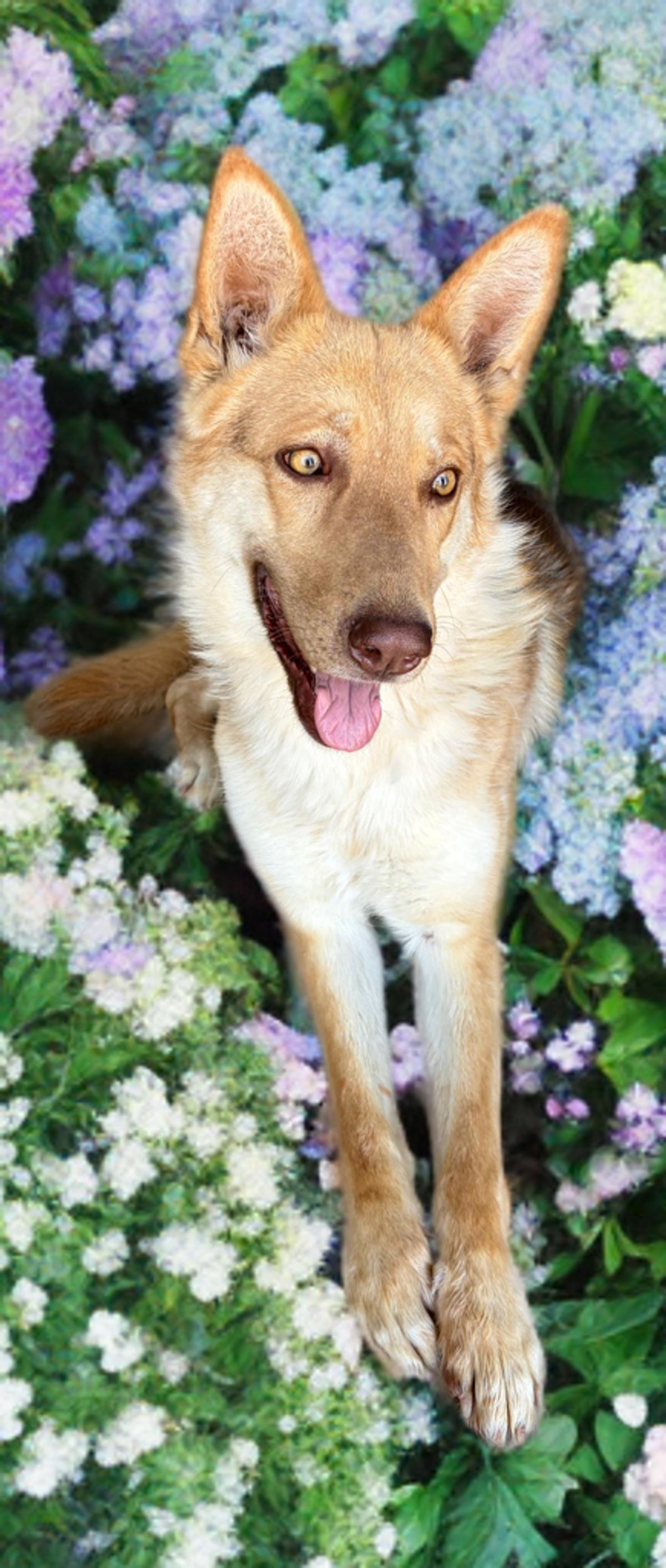 Enlarge Mississippi, a Adoptable Shepherd in Kingman, AZ image 2/3