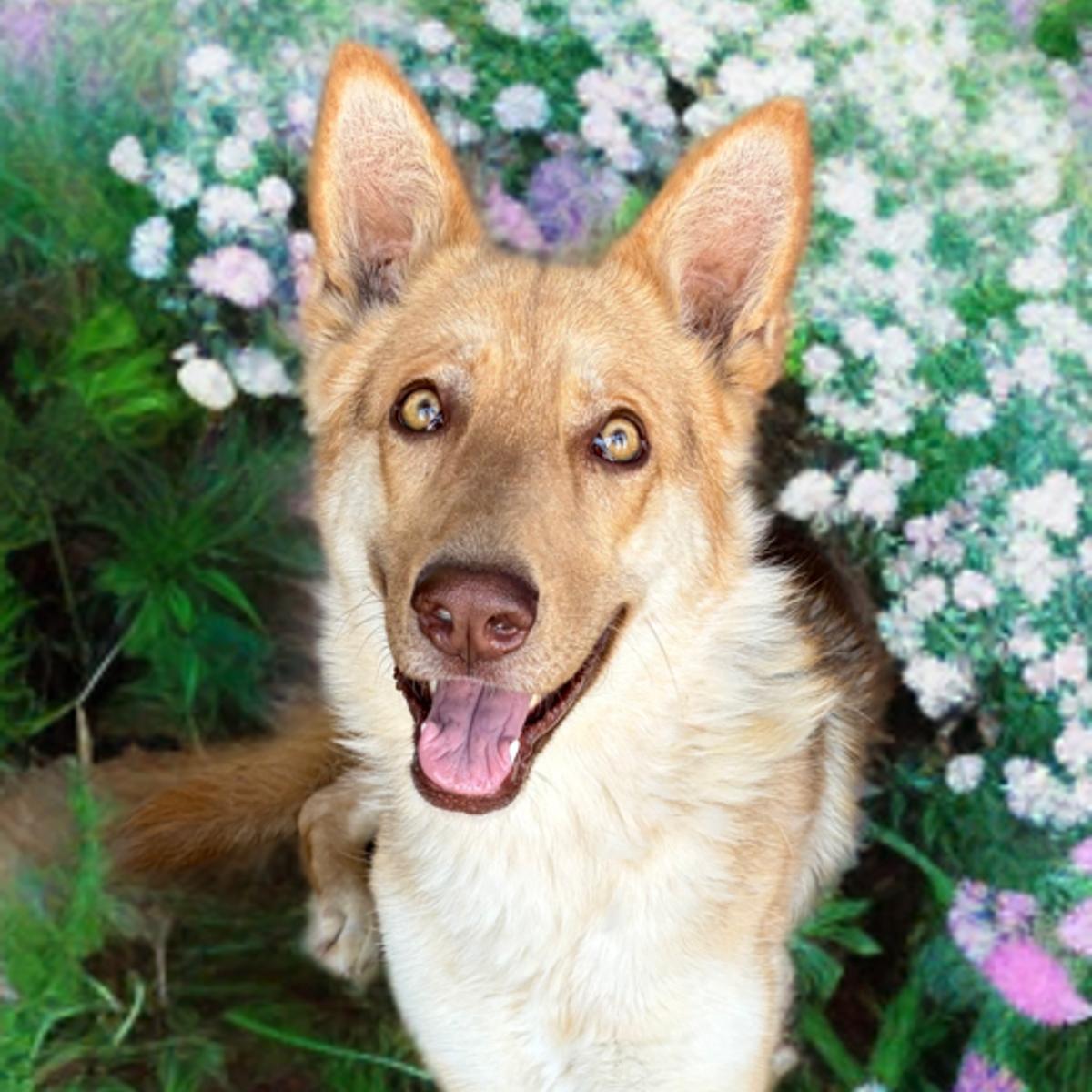 Enlarge Mississippi, a Adoptable Shepherd in Kingman, AZ image 3/3