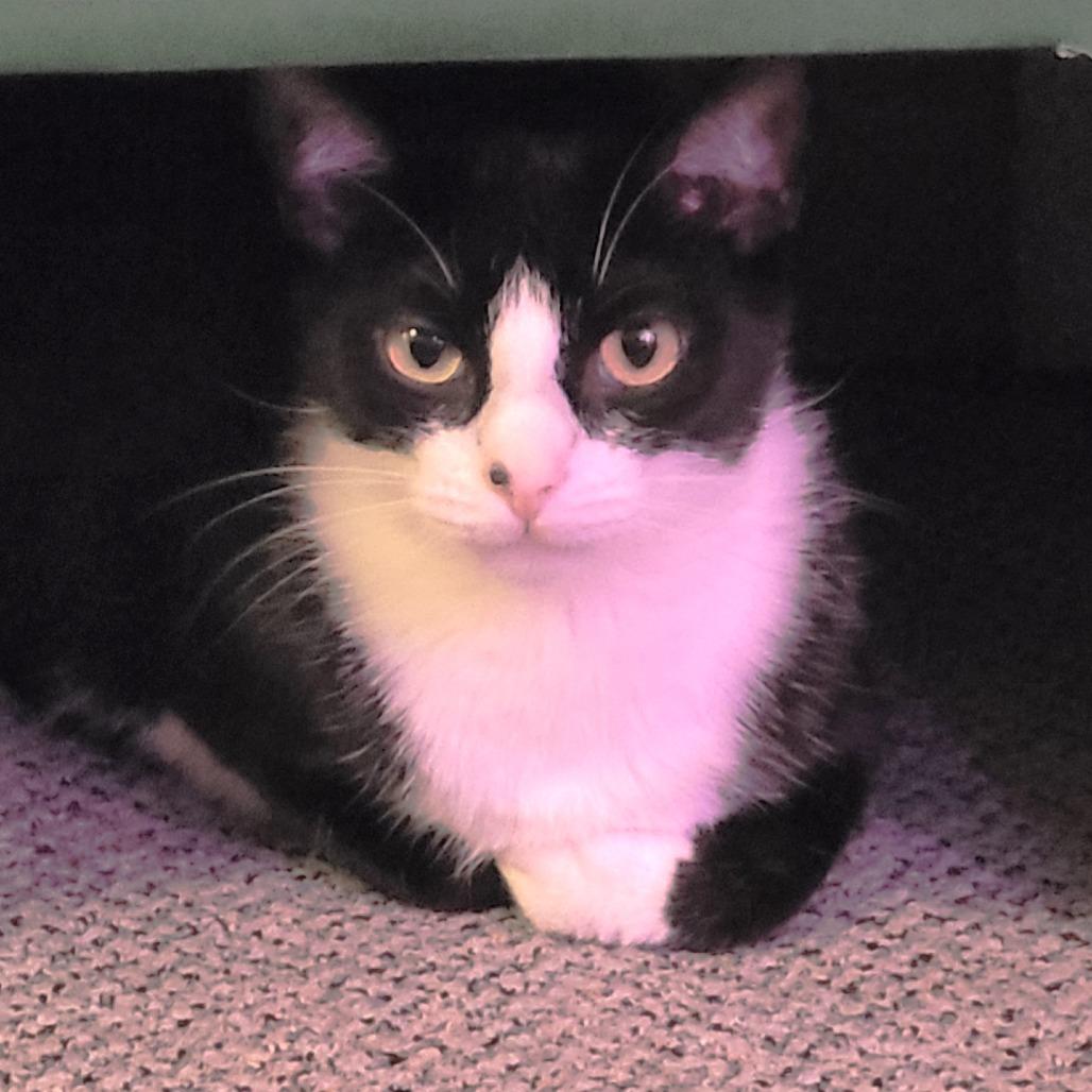 Freedom, a Adoptable Domestic Short Hair in Milbank, SD image 1/6