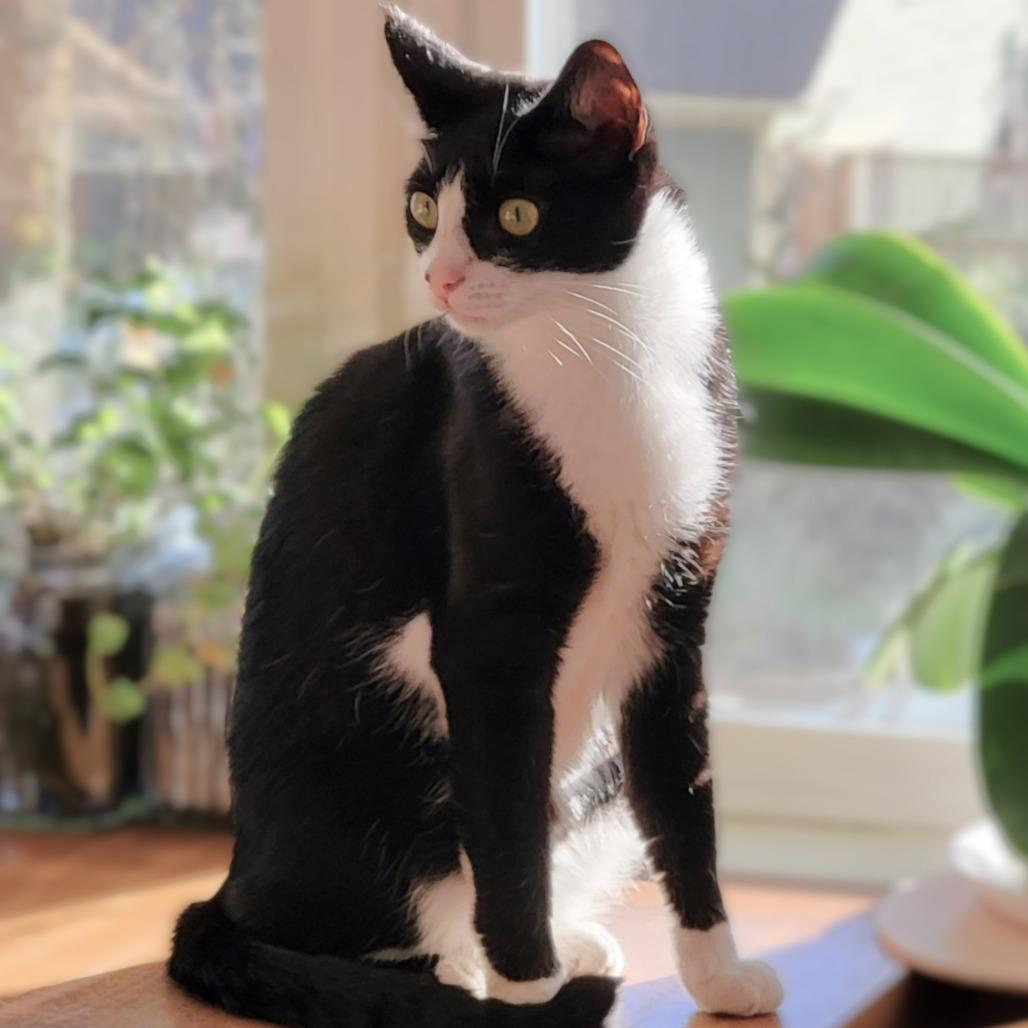 Freedom, a Adoptable Domestic Short Hair in Milbank, SD image 3/6