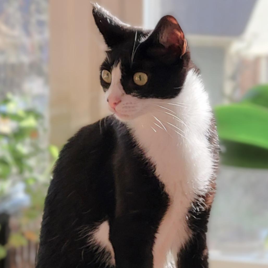 Freedom, a Adoptable Domestic Short Hair in Milbank, SD image 4/6