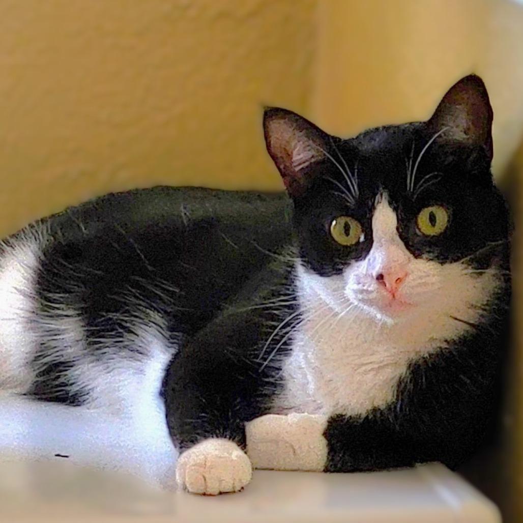 Freedom, a Adoptable Domestic Short Hair in Milbank, SD image 5/6