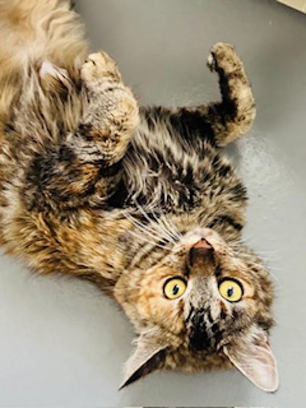 Prism, Adoptable, Young Female Domestic Medium Hair.