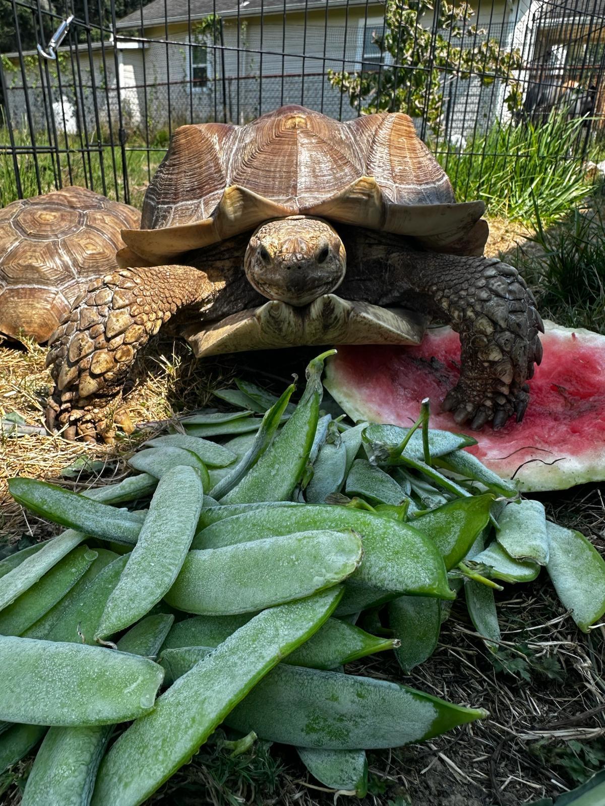 Biggie, a Adoptable Sulcata in Oakville, WA image 5/6