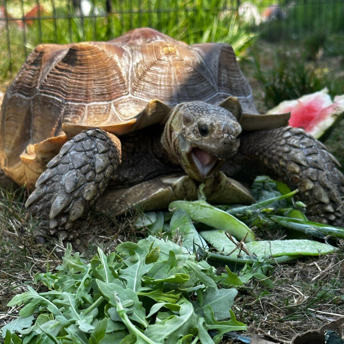 Enlarge Biggie, a Adoptable Sulcata in Oakville, WA image 4/6