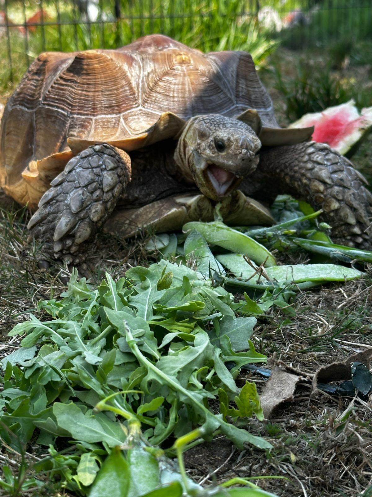 Biggie, a Adoptable Sulcata in Oakville, WA image 3/6