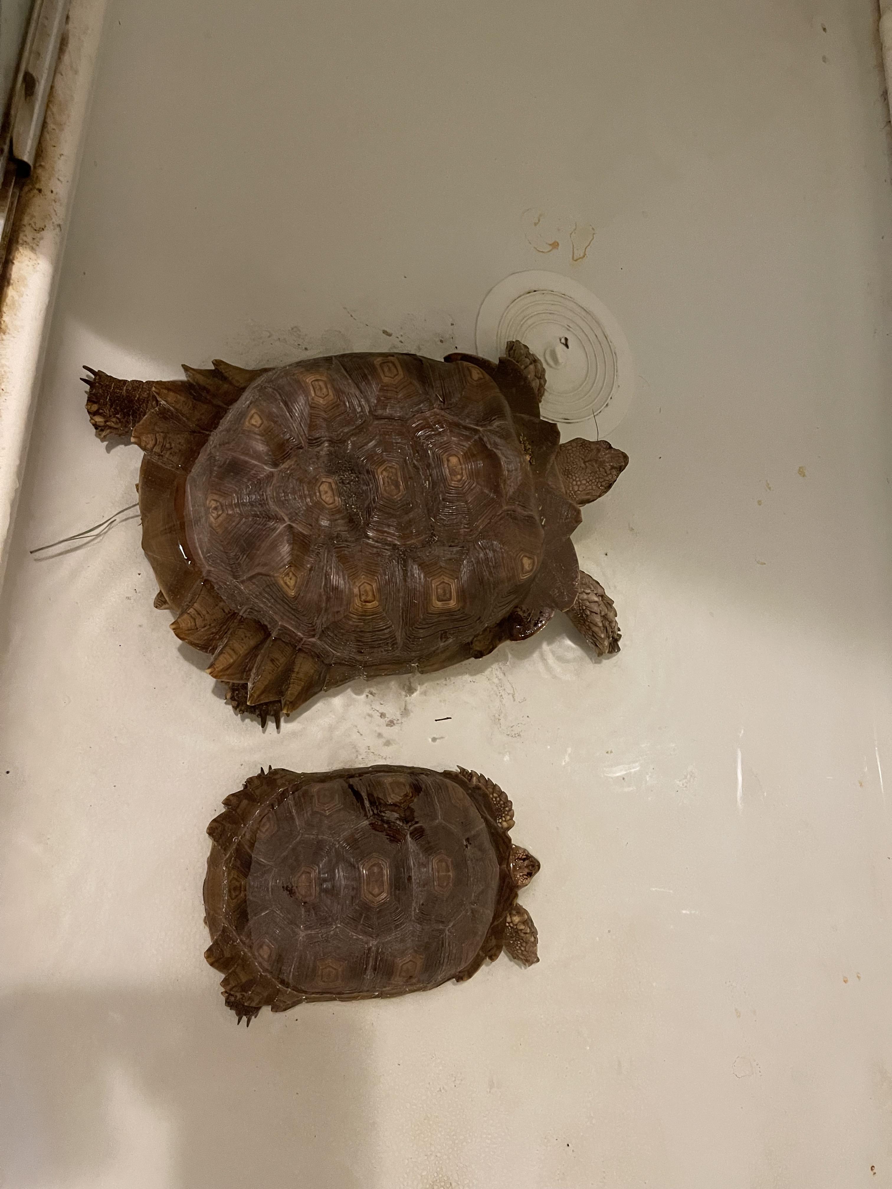 Biggie, a Adoptable Sulcata in Oakville, WA image 6/6