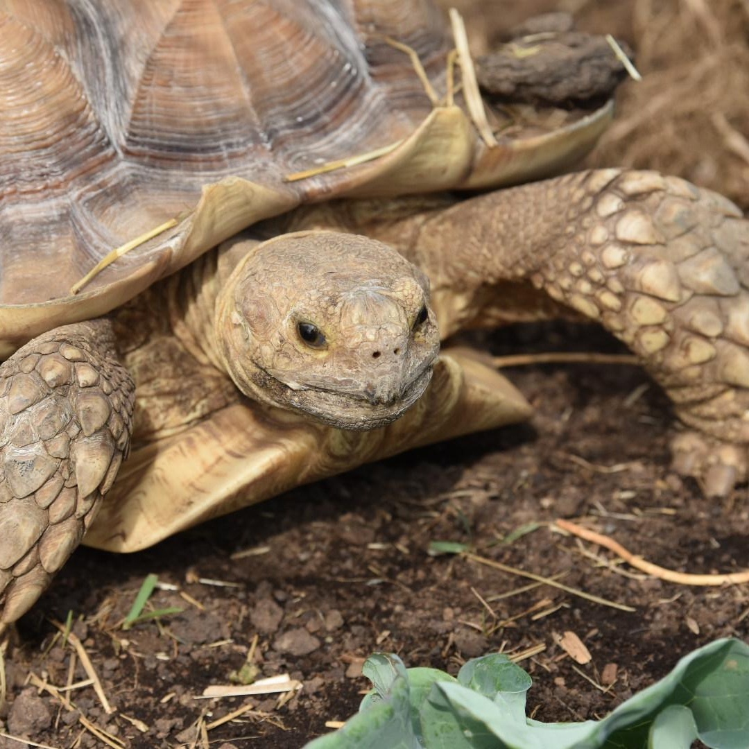 Enlarge Biggie, a Adoptable Sulcata in Oakville, WA image 2/6