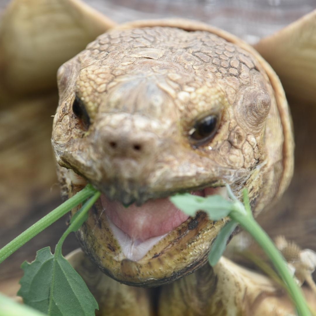 Enlarge Biggie, a Adoptable Sulcata in Oakville, WA image 5/6