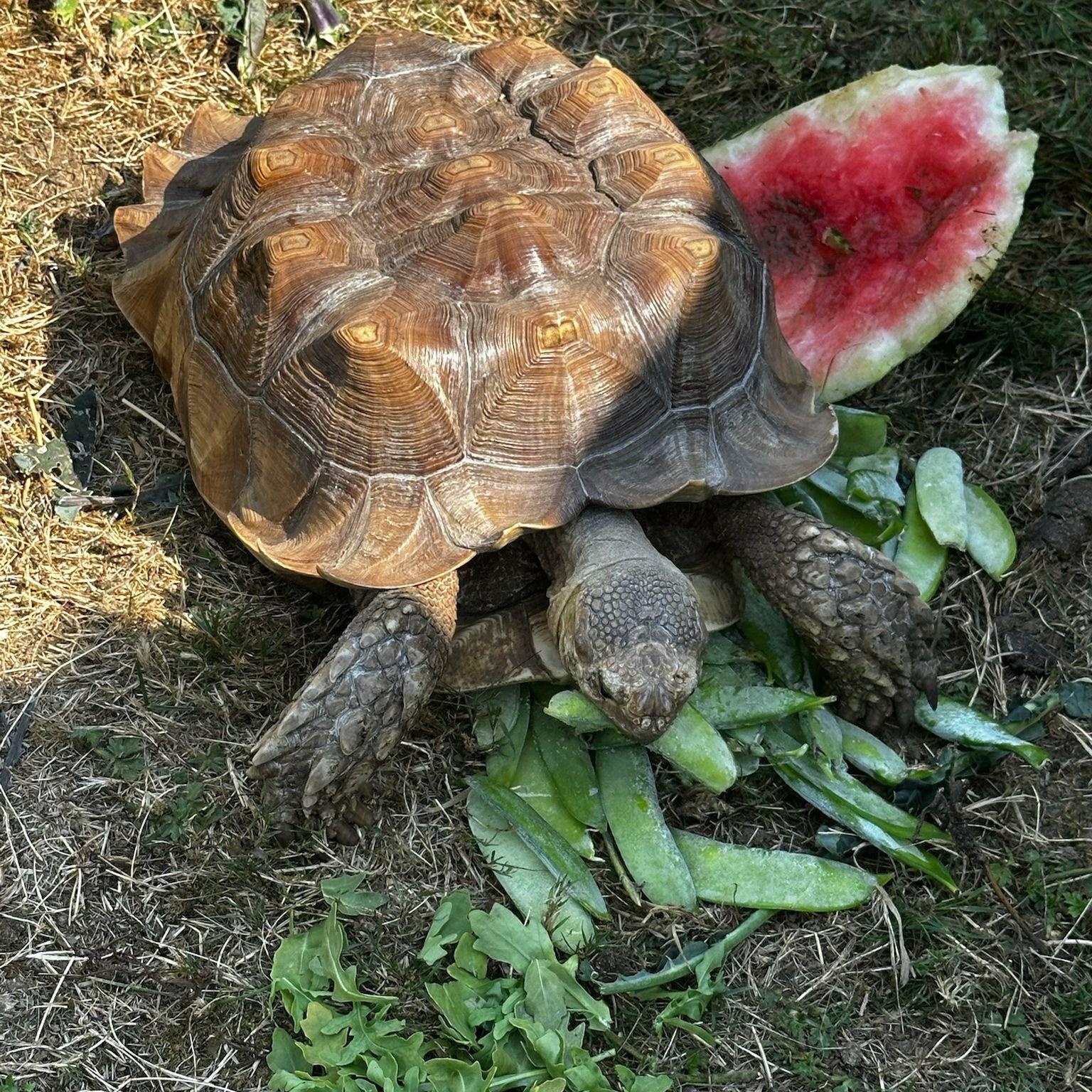 Enlarge Biggie, a Adoptable Sulcata in Oakville, WA image 3/6