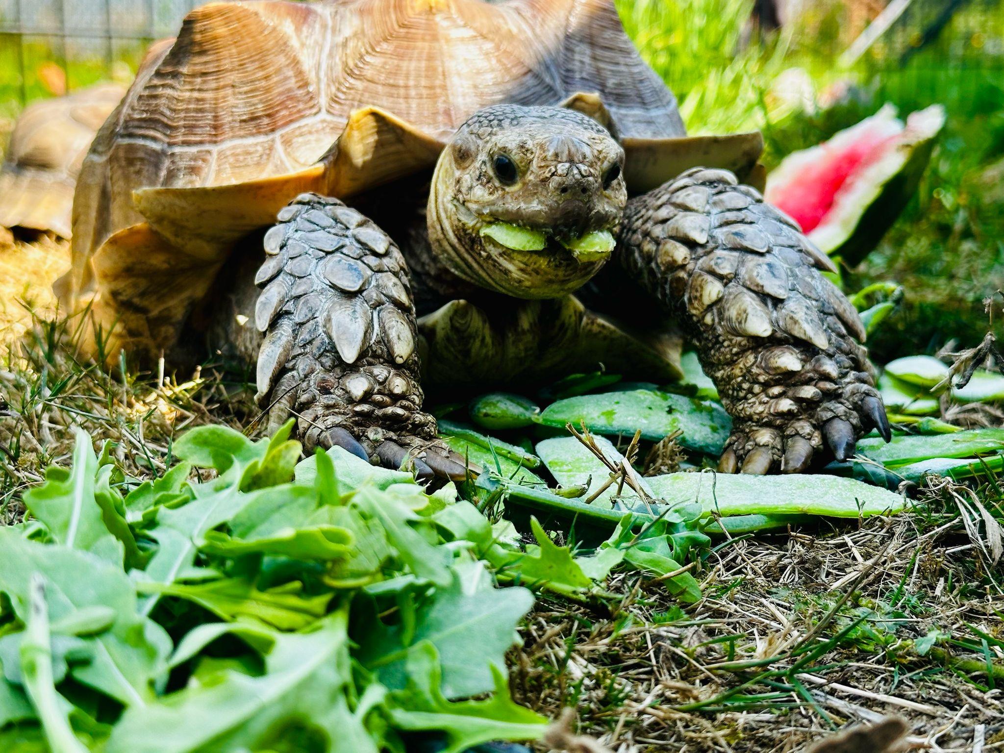 Biggie, Adoptable, Young Unknown Sulcata.