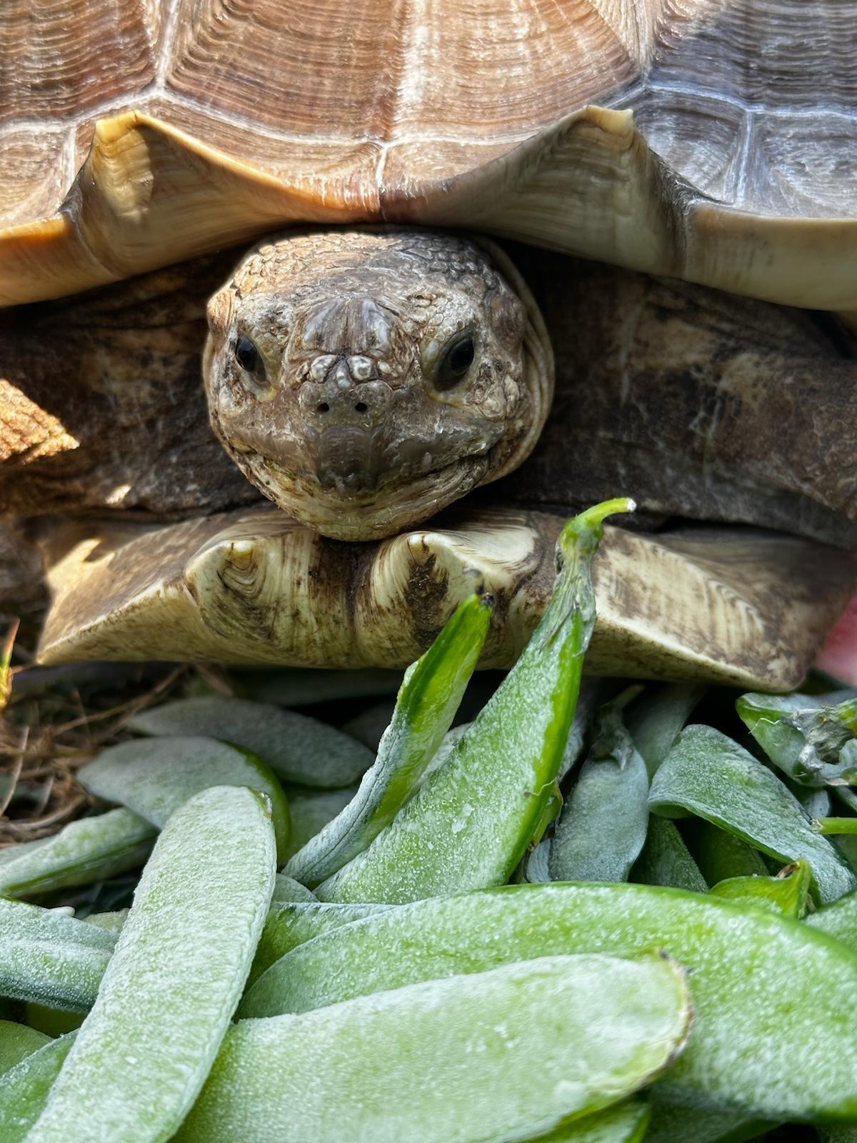Biggie, a Adoptable Sulcata in Oakville, WA image 4/6