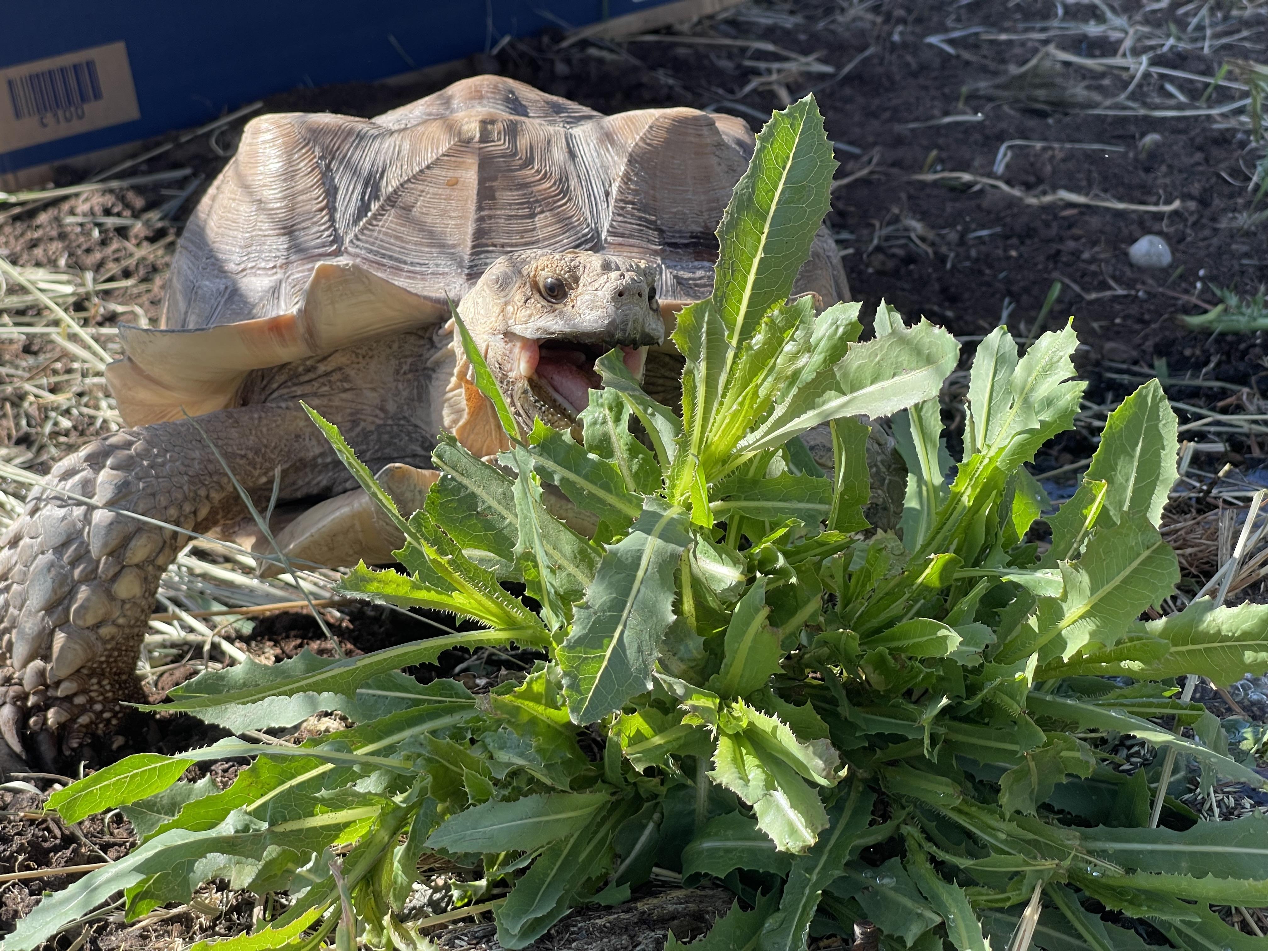 Enlarge Biggie, an adoptable Sulcata in Oakville, WA image 1/6