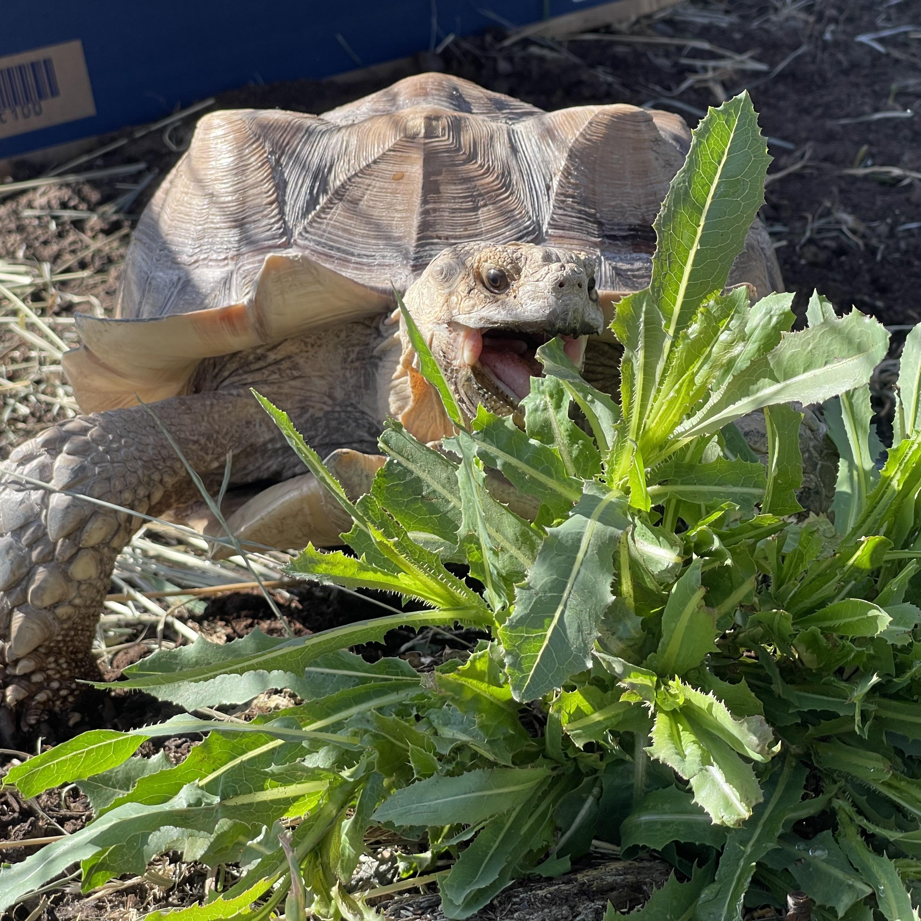 Enlarge Biggie, a Adoptable Sulcata in Oakville, WA image 1/6