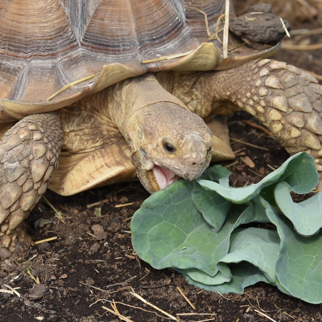 Enlarge Biggie, a Adoptable Sulcata in Oakville, WA image 6/6