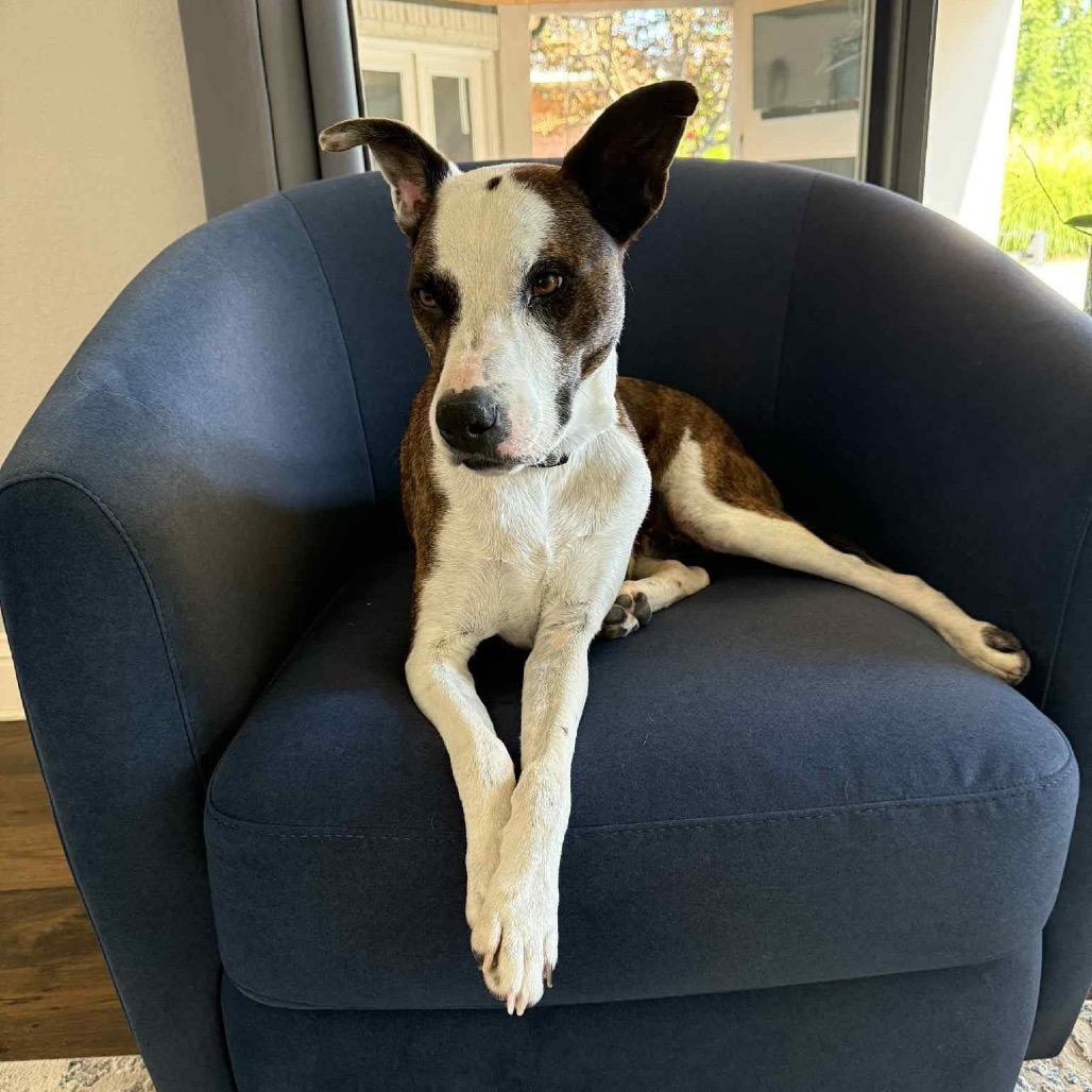 Chopper, a Adoptable Terrier in Pineville, MO image 1/2