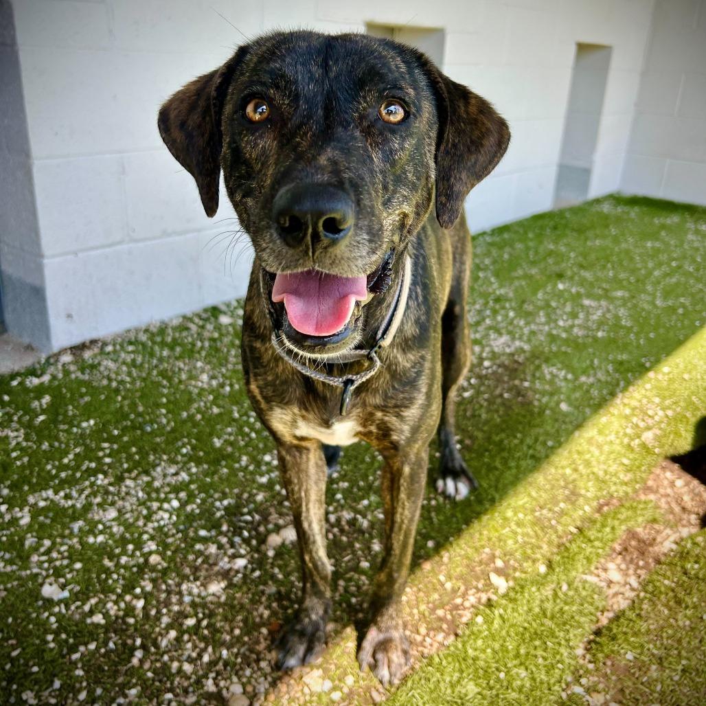 Kisses, Adoptable, Adult Female Mixed Breed & Mixed Breed.