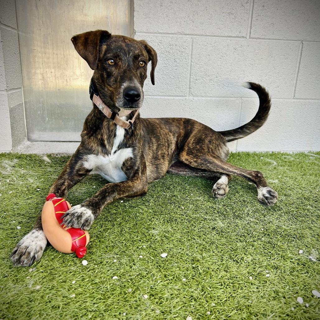 Kisses, a Adoptable mixed breed in Englewood, FL image 2/6