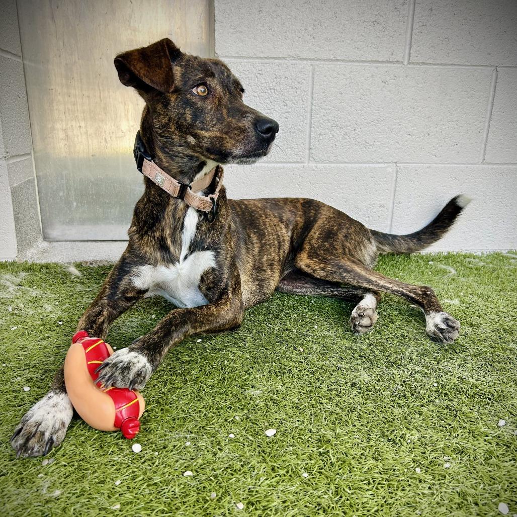 Kisses, a Adoptable mixed breed in Englewood, FL image 3/6