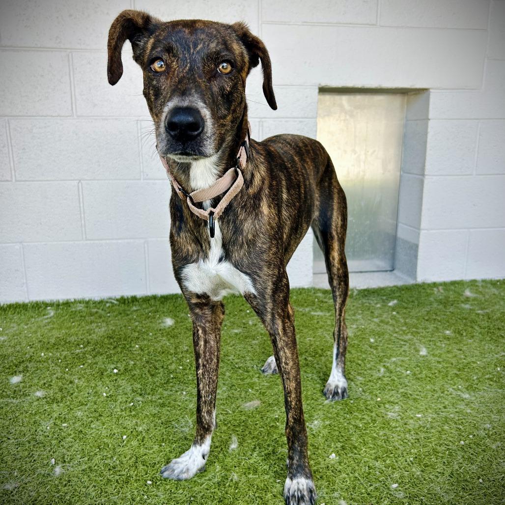 Kisses, a Adoptable mixed breed in Englewood, FL image 4/6
