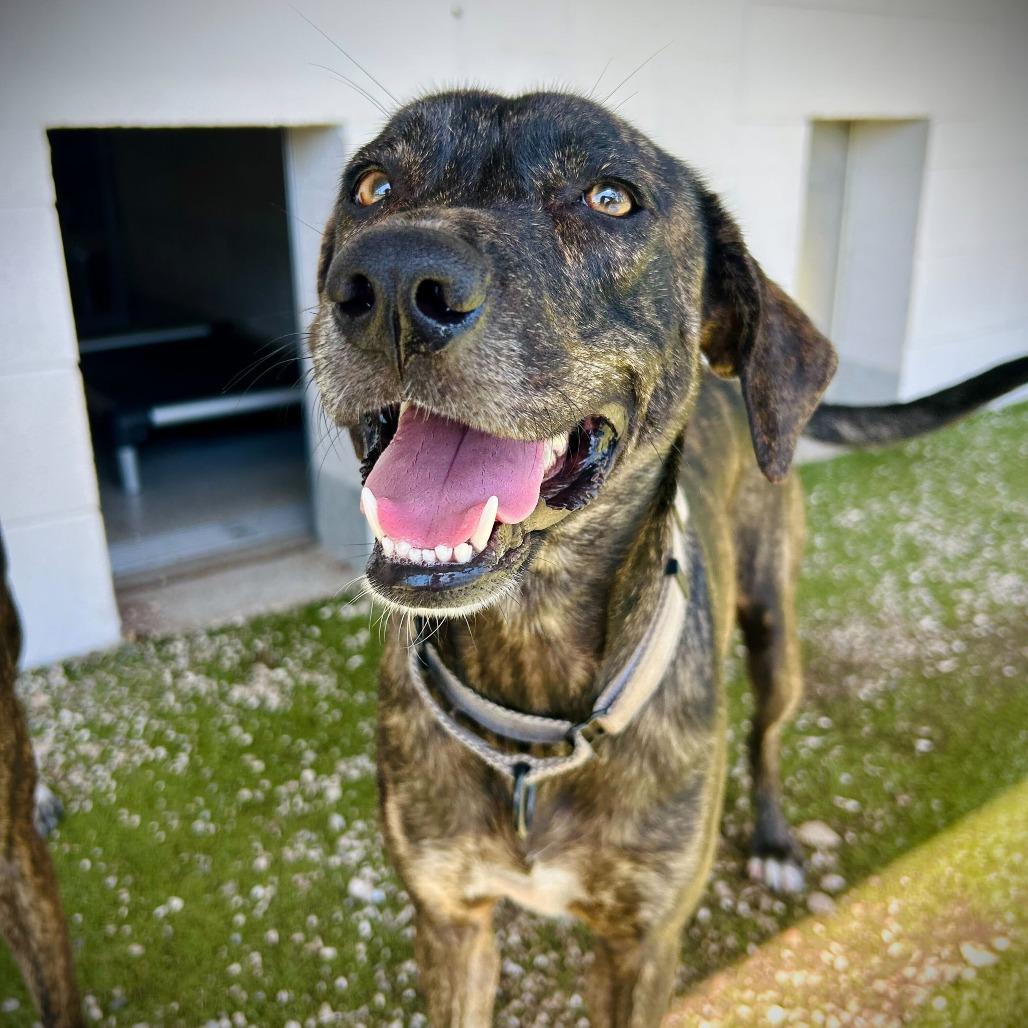 Kisses, a Adoptable mixed breed in Englewood, FL image 5/6