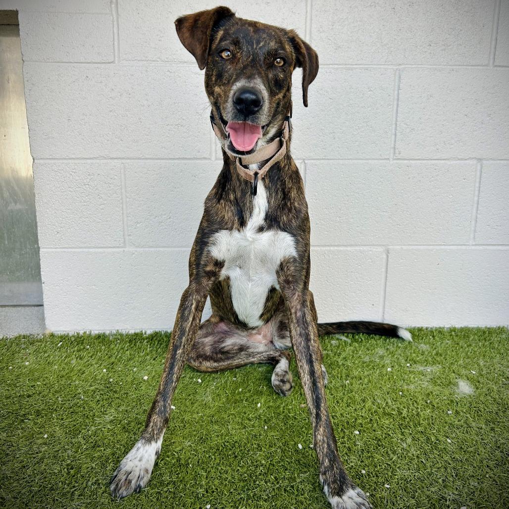 Kisses, a Adoptable mixed breed in Englewood, FL image 6/6