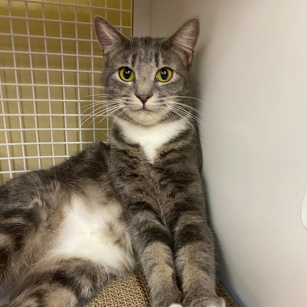 Enlarge Chico, a Adoptable Domestic Short Hair in Atlanta, GA image 1/4