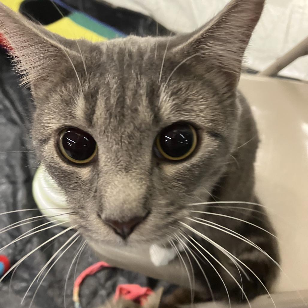 Enlarge Chico, a Adoptable Domestic Short Hair in Atlanta, GA image 2/4