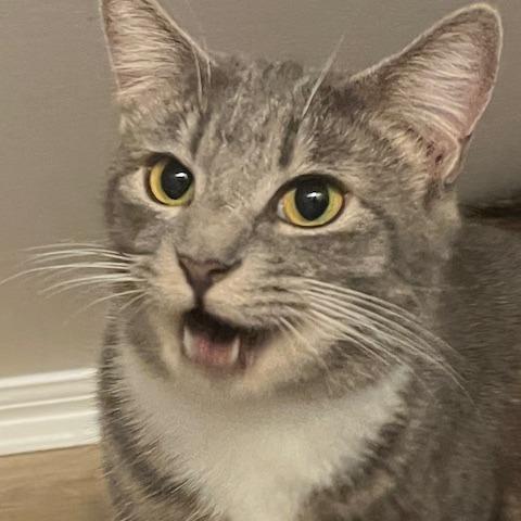 Enlarge Chico, a Adoptable Domestic Short Hair in Atlanta, GA image 3/4