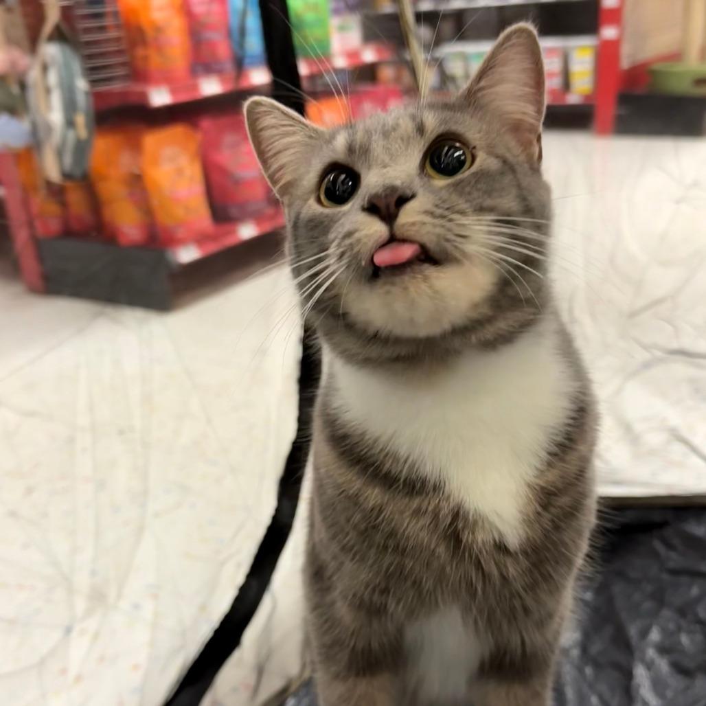 Enlarge Chico, a Adoptable Domestic Short Hair in Atlanta, GA image 4/4