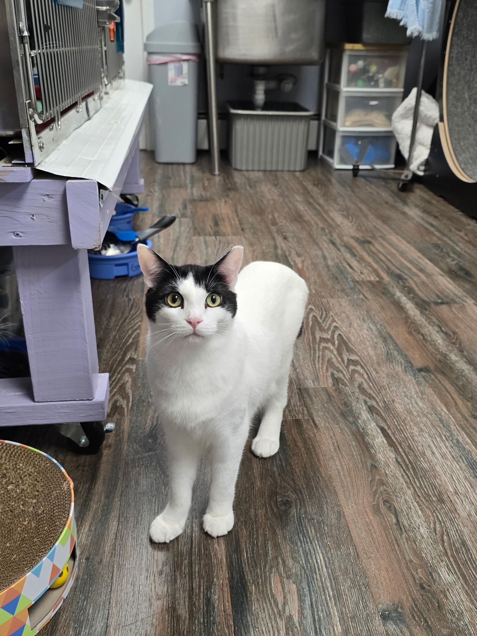 Meowth, Adoptable, Young Male Domestic Short Hair.