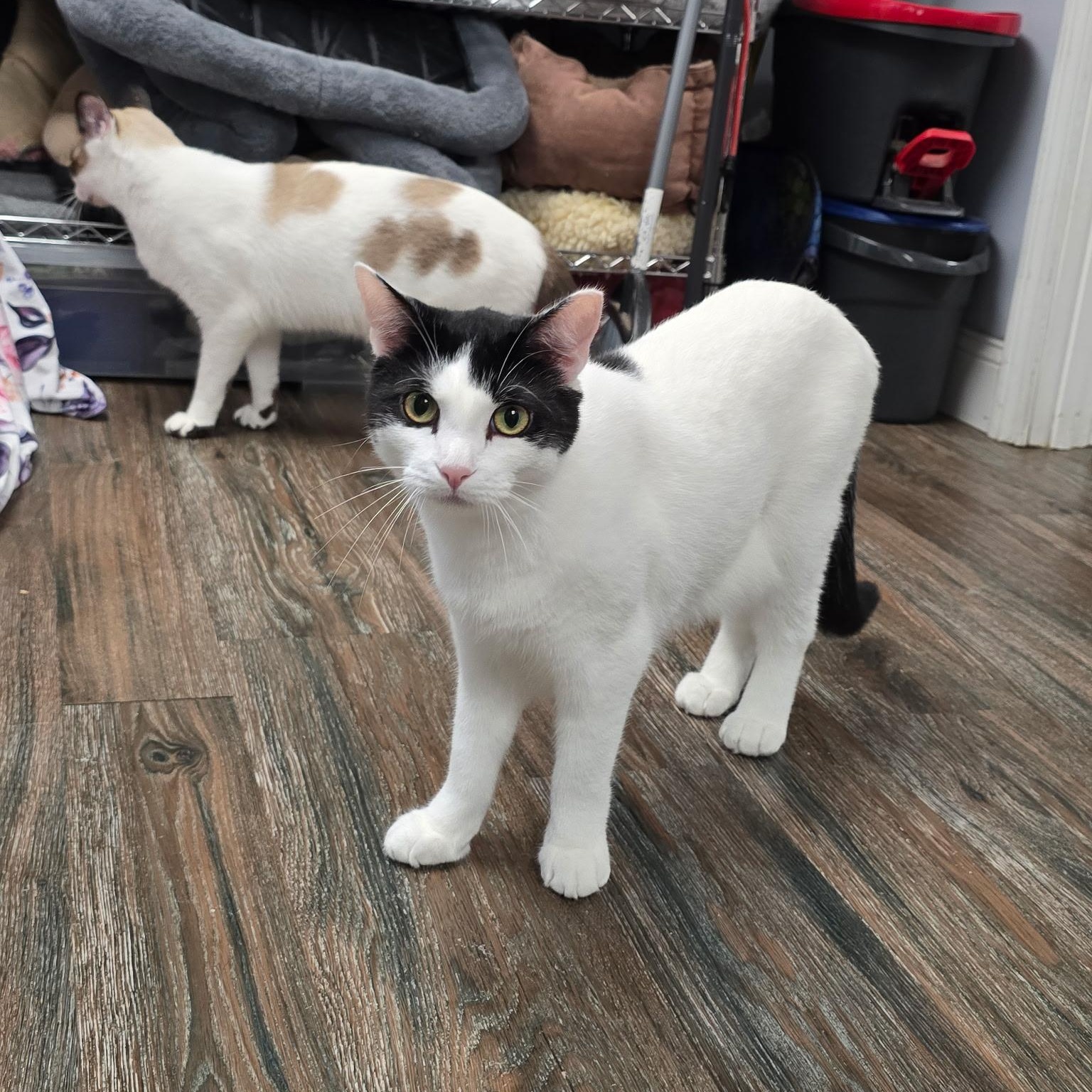 Enlarge Meowth, a Adoptable Domestic Short Hair in Warwick, RI image 2/4