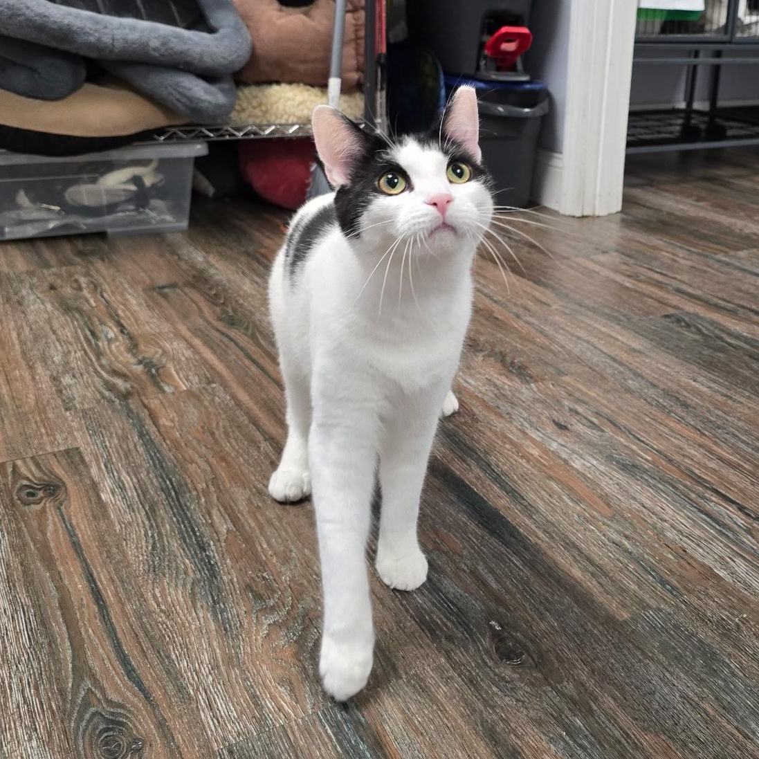 Enlarge Meowth, a Adoptable Domestic Short Hair in Warwick, RI image 3/4