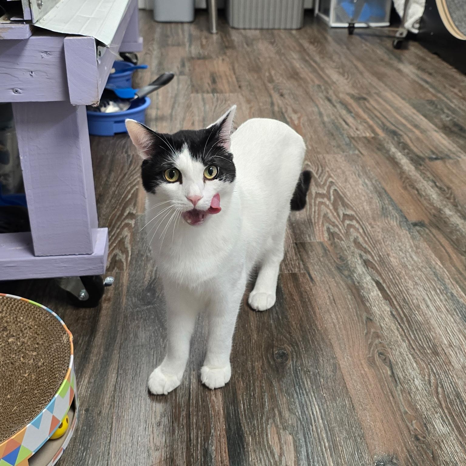 Enlarge Meowth, a Adoptable Domestic Short Hair in Warwick, RI image 4/4
