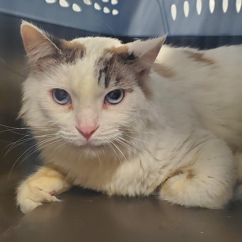 Ghost, Adopted, Adult Male Maine Coon & Domestic Long Hair.