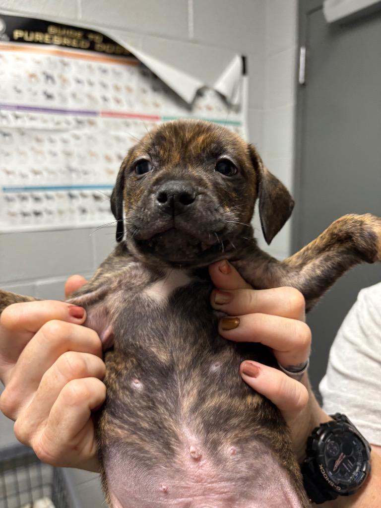 S Pup 3, Adoptable, Puppy Male Pit Bull Terrier & Mixed Breed.