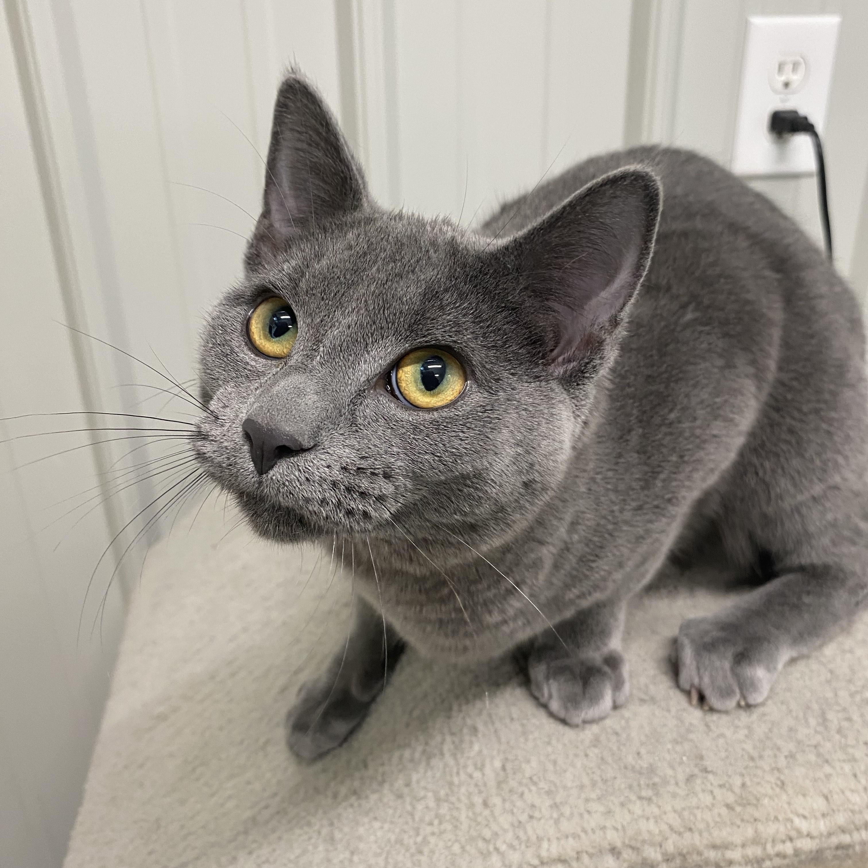 Eddie, ADOPTABLE, Young Male Domestic Short Hair.