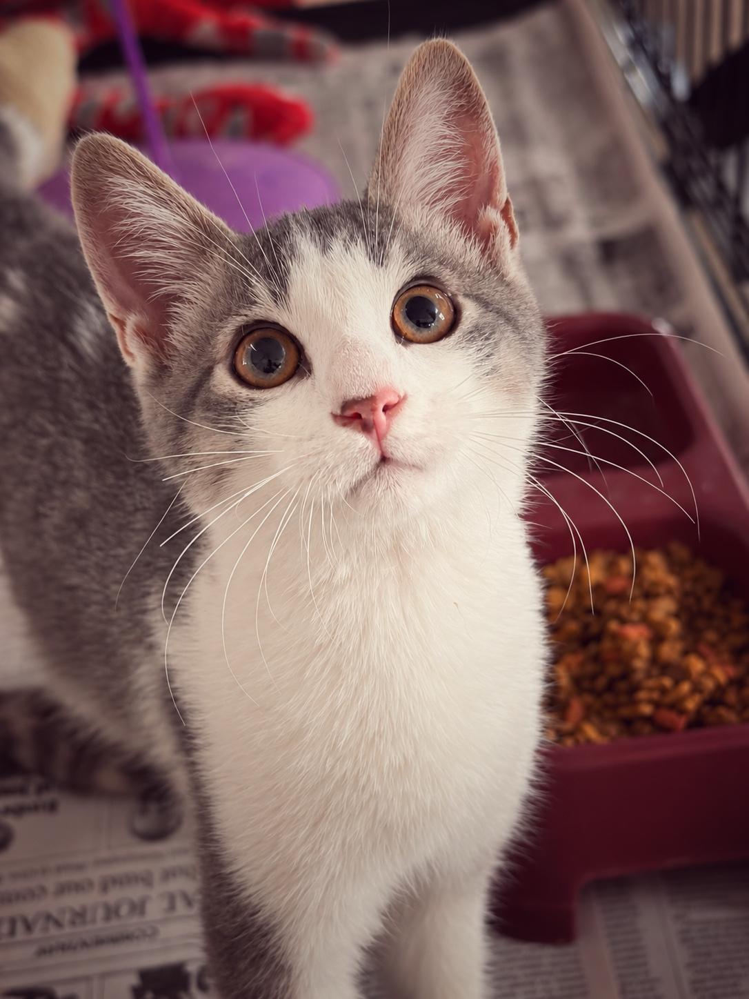 Enlarge Daisy, a Adoptable Domestic Short Hair in Ford City, PA image 1/2