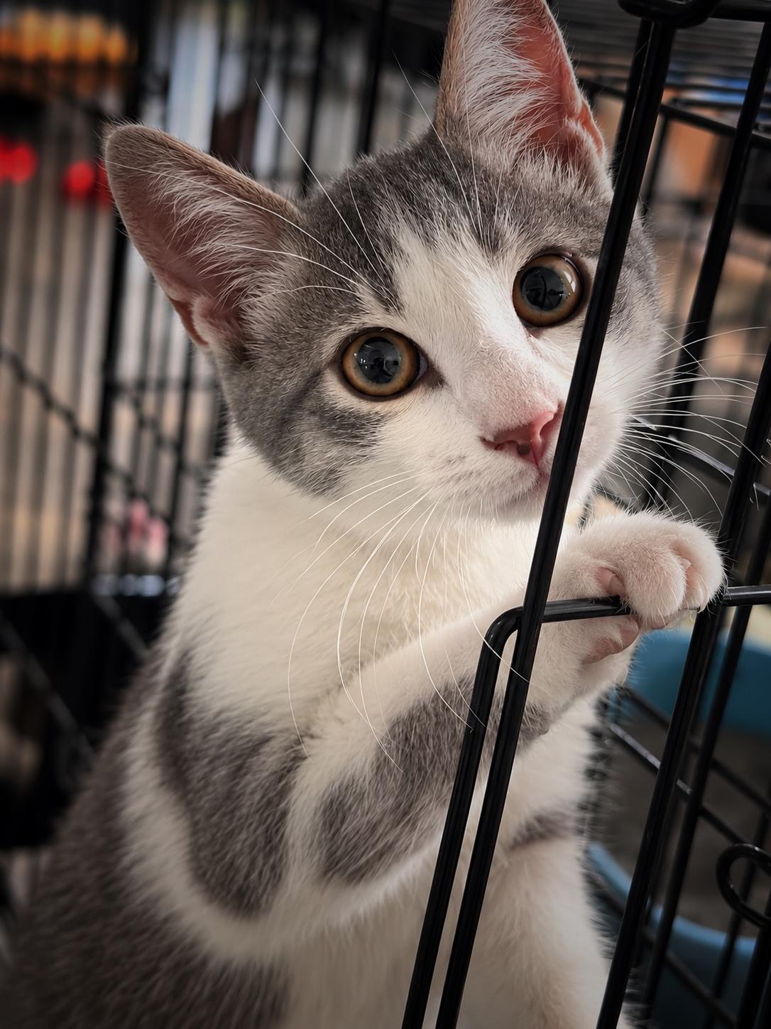 Enlarge Daisy, a Adoptable Domestic Short Hair in Ford City, PA image 2/2