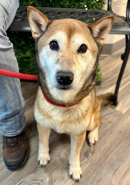 Enlarge KANGA, a Adoptable mixed breed in York, SC image 1/1