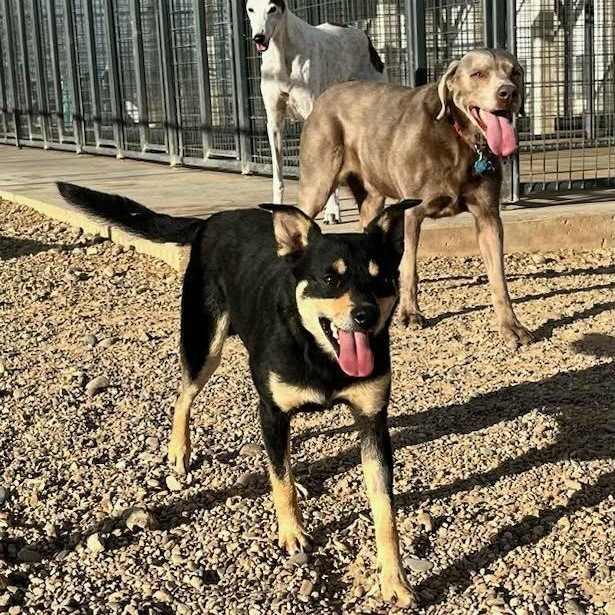 Wolfie, a ADOPTABLE mixed breed in Glenolden, PA image 3/5