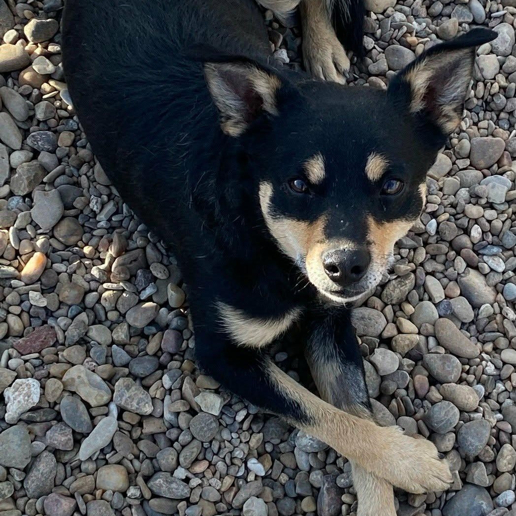Wolfie, a ADOPTABLE mixed breed in Glenolden, PA image 1/5
