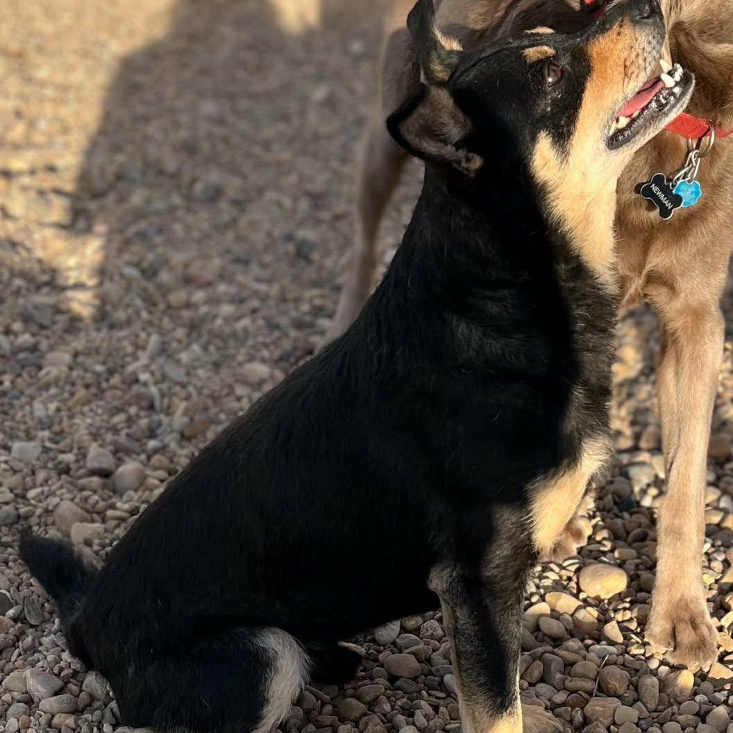 Wolfie, a ADOPTABLE mixed breed in Glenolden, PA image 2/5