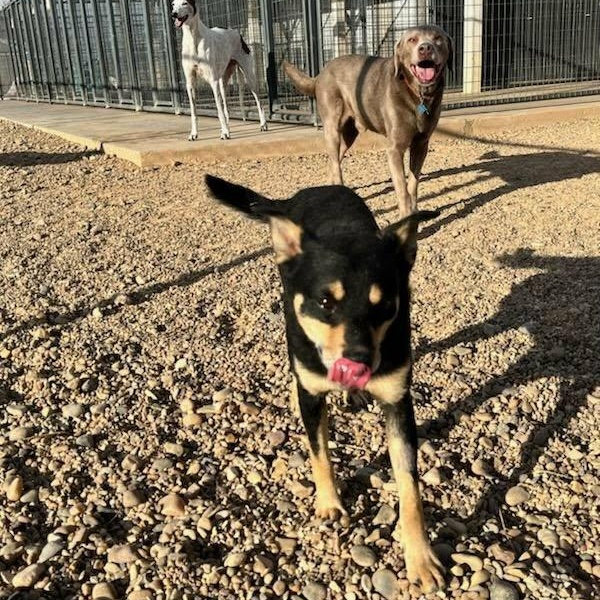 Wolfie, a ADOPTABLE mixed breed in Glenolden, PA image 5/5