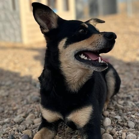 Wolfie, a ADOPTABLE mixed breed in Glenolden, PA image 4/5